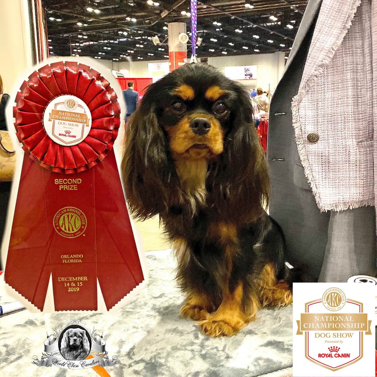 Cavalier King Charles Spaniel Puppies from Champion Bloodline breeder image 59