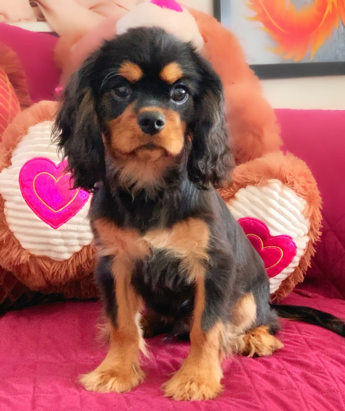 Cavalier King Charles Spaniel Puppies from Champion Bloodline breeder image 58