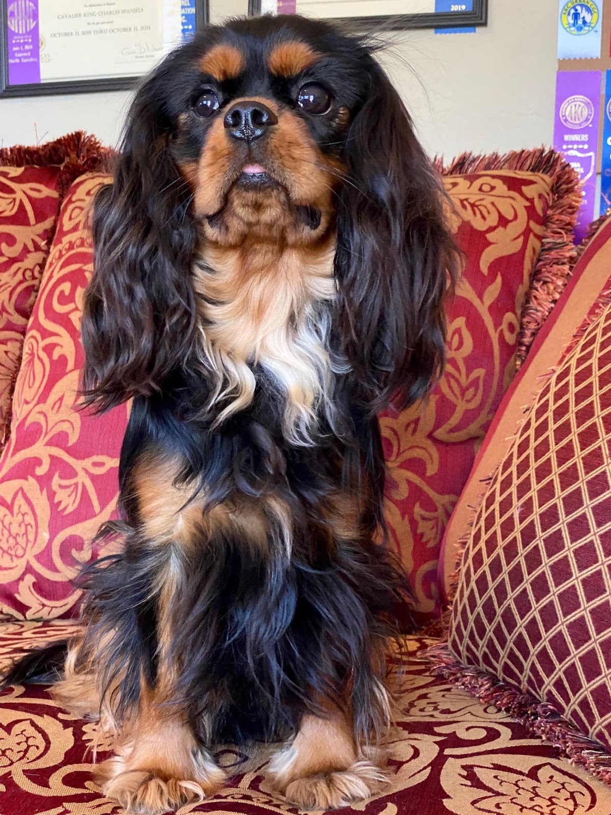 Cavalier King Charles Spaniel Puppies from Champion Bloodline breeder image 57