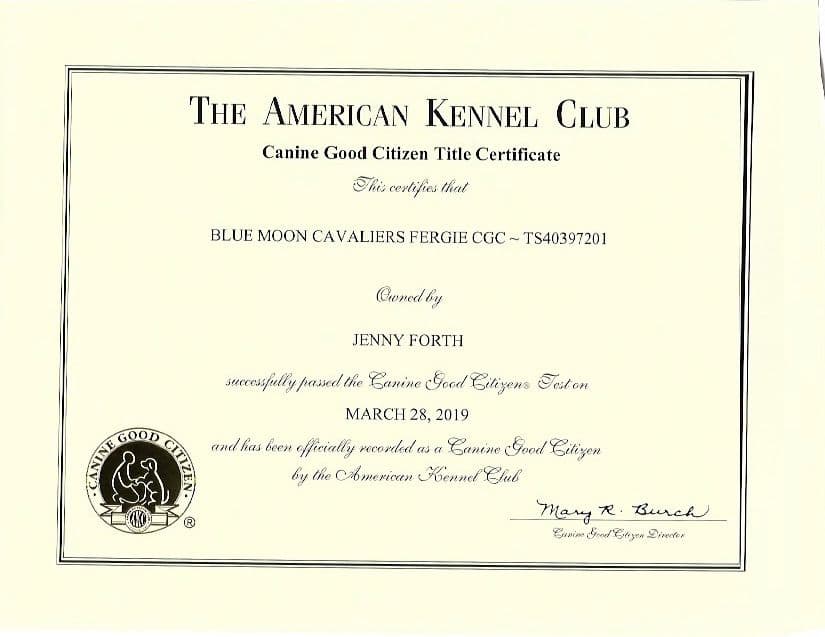 Cavalier King Charles Spaniel Puppies from Champion Bloodline breeder image 60