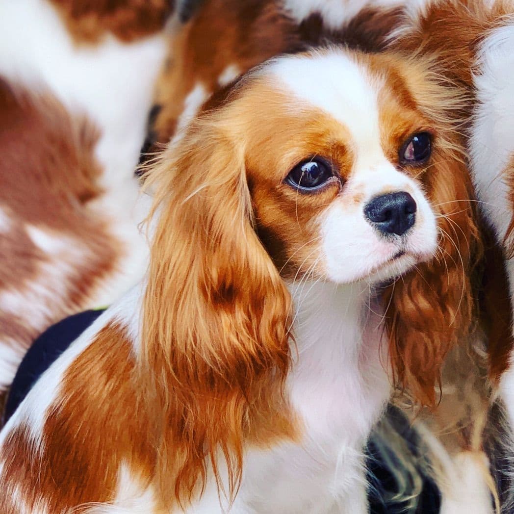 Cavalier King Charles Spaniel Puppies from Champion Bloodline breeder image 61