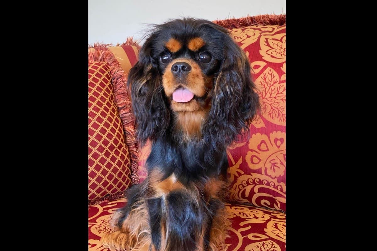 Cavalier King Charles Spaniel Puppies from Champion Bloodline breeder image 65
