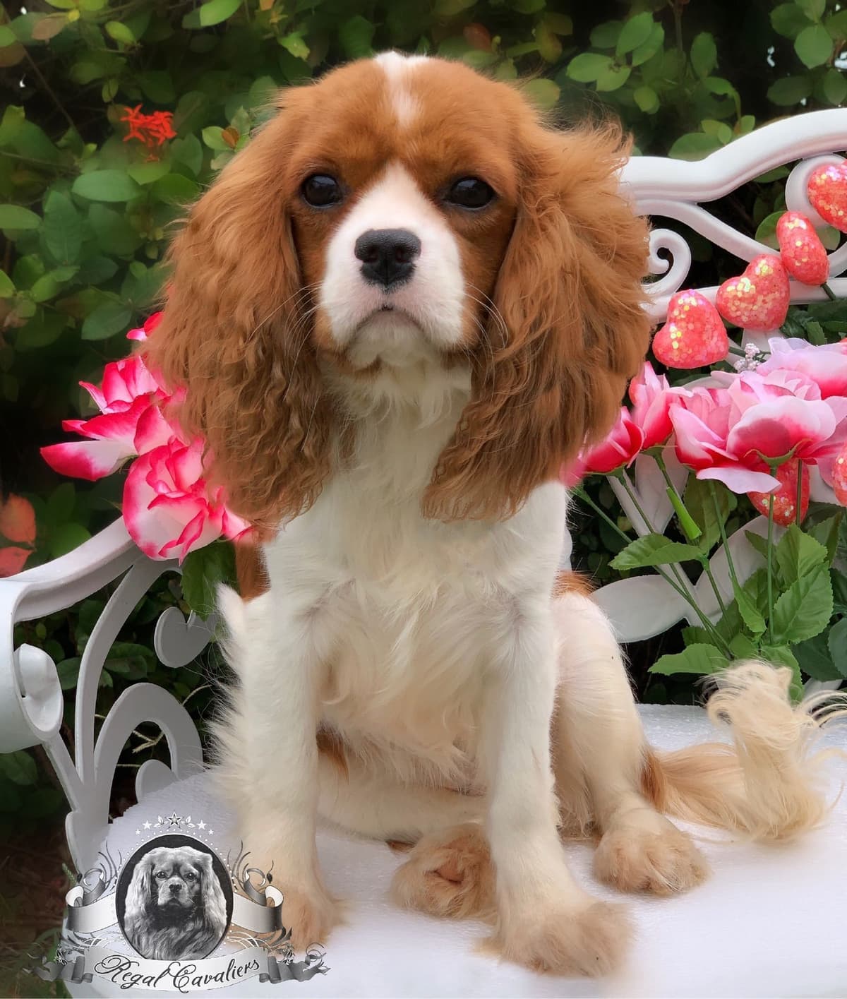 Cavalier King Charles Spaniel Puppies from Champion Bloodline breeder image 67