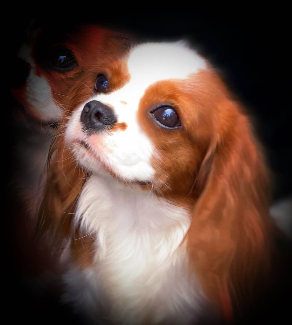 Cavalier King Charles Spaniel Puppies from Champion Bloodline breeder image 68
