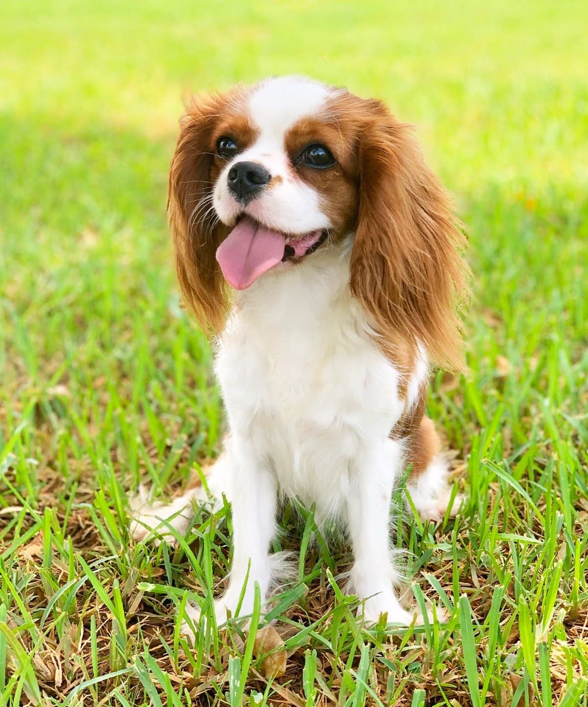 Cavalier King Charles Spaniel Puppies from Champion Bloodline breeder image 71