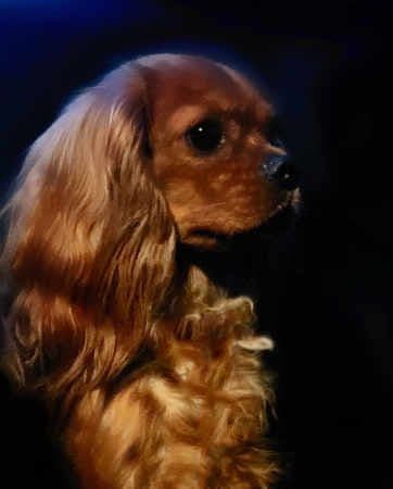 Cavalier King Charles Spaniel Puppies from Champion Bloodline breeder image 72