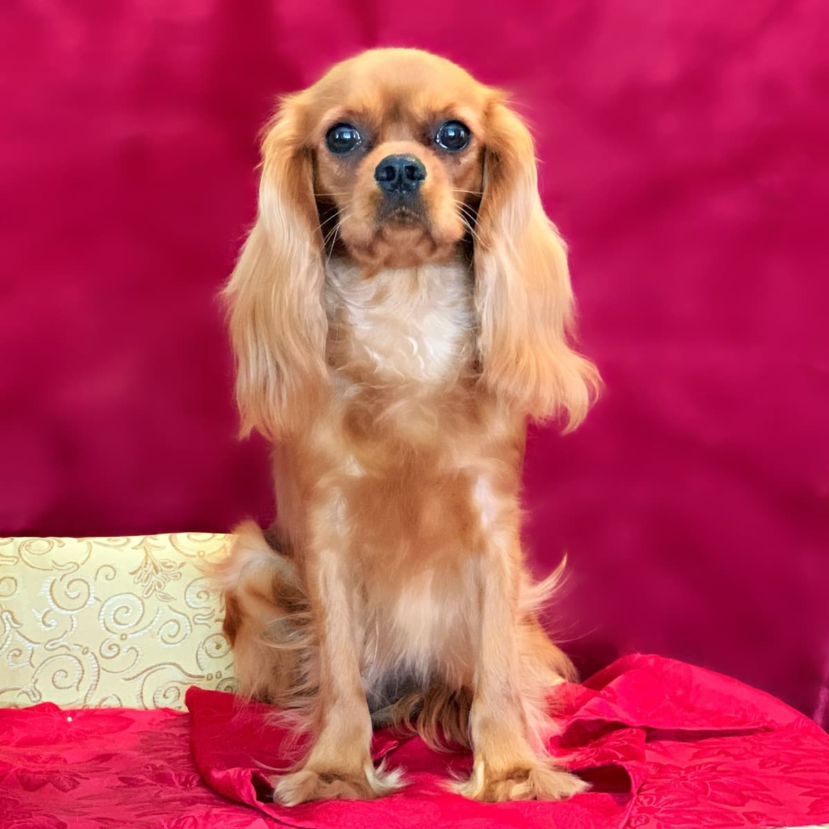 Cavalier King Charles Spaniel Puppies from Champion Bloodline breeder image 73