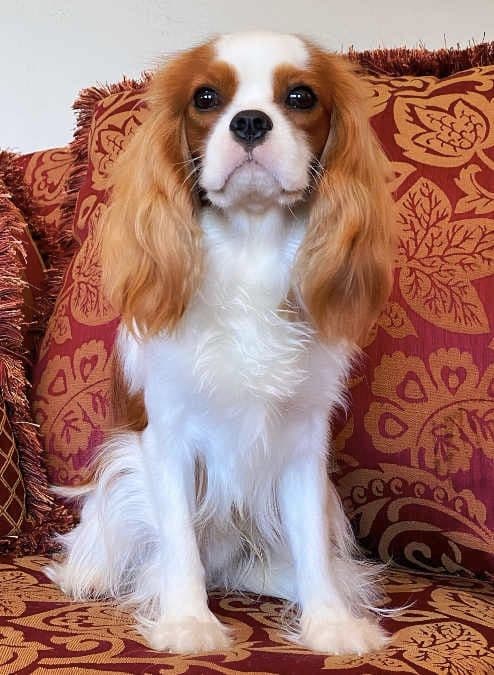 Cavalier King Charles Spaniel Puppies from Champion Bloodline breeder image 74