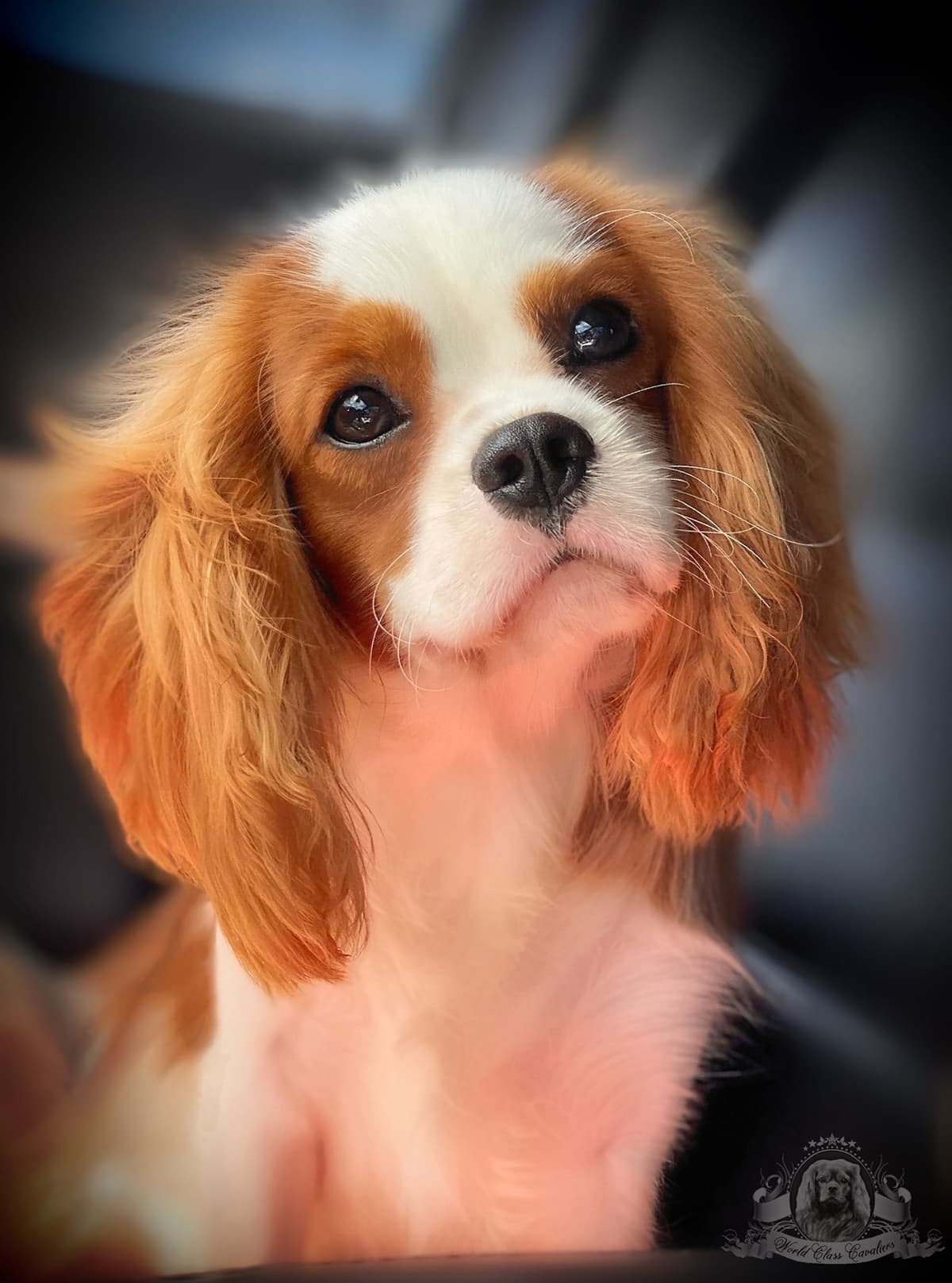 Cavalier King Charles Spaniel Puppies from Champion Bloodline breeder image 75