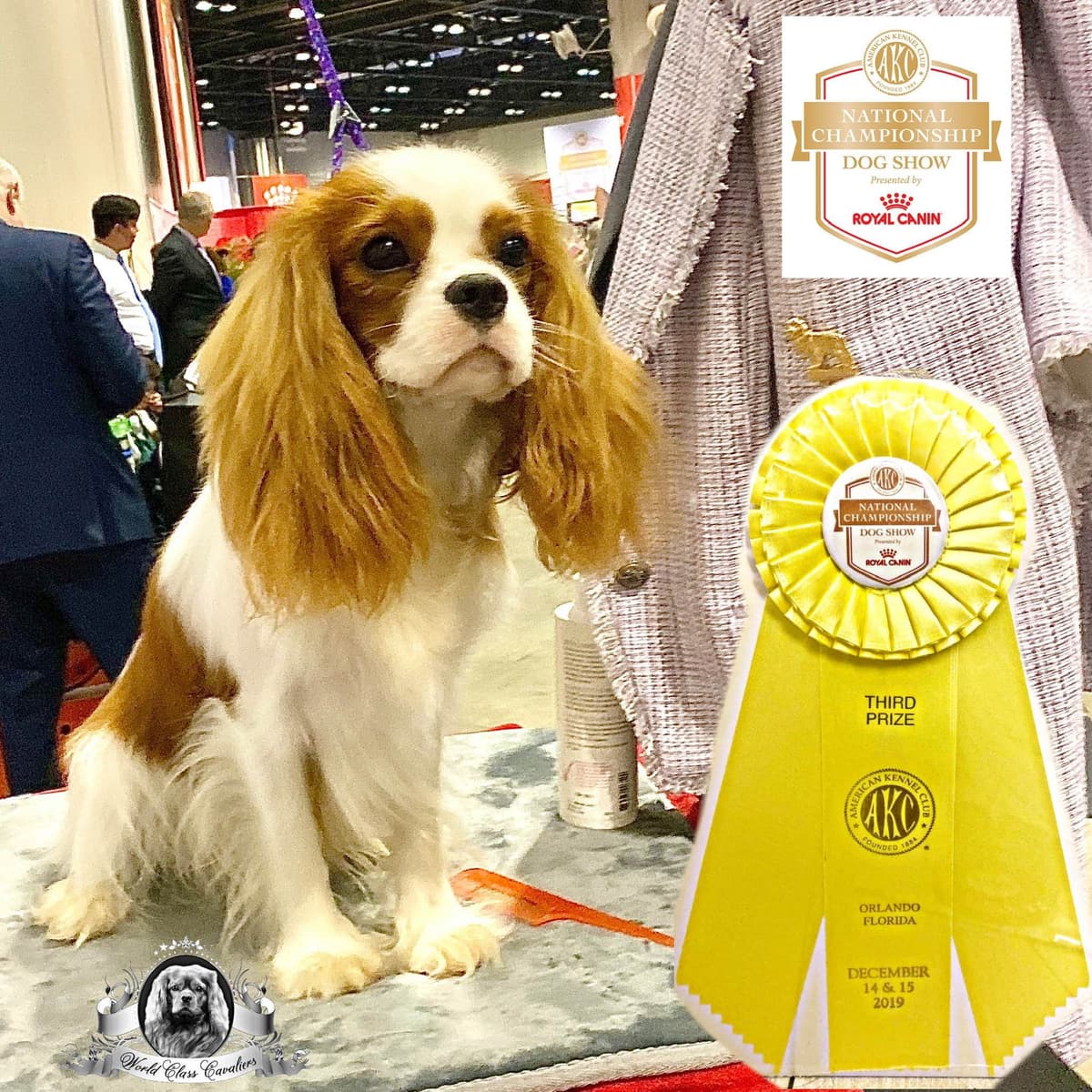 Cavalier King Charles Spaniel Puppies from Champion Bloodline breeder image 76