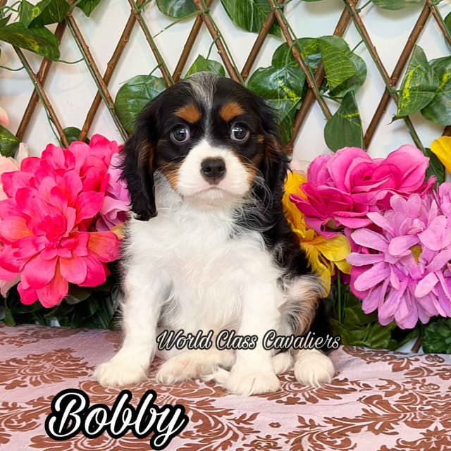Cavalier King Charles Spaniel Puppies from Champion Bloodline media 3