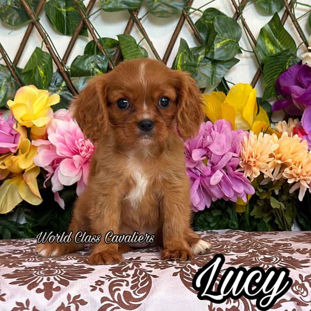 Cavalier King Charles Spaniel Puppies from Champion Bloodline media 2