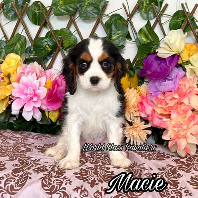 Cavalier King Charles Spaniel Puppies from Champion Bloodline media 5