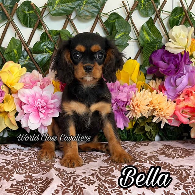 Cavalier King Charles Spaniel Puppies from Champion Bloodline media 6