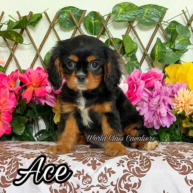 Cavalier King Charles Spaniel Puppies from Champion Bloodline media 8
