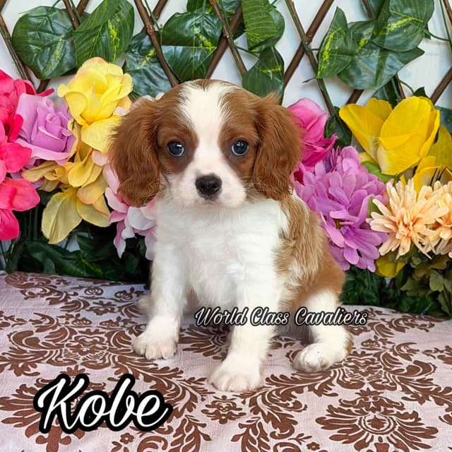 Cavalier King Charles Spaniel Puppies from Champion Bloodline media 4