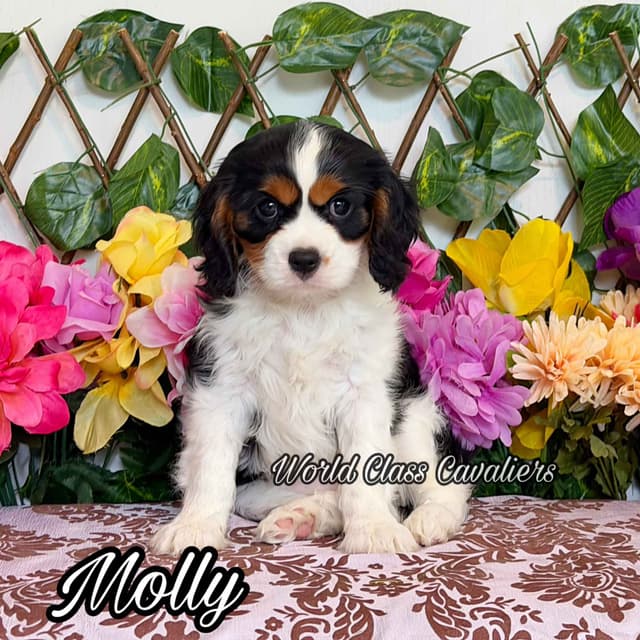 Cavalier King Charles Spaniel Puppies from Champion Bloodline media 9