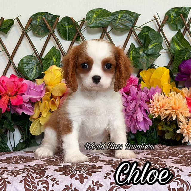 Cavalier King Charles Spaniel Puppies from Champion Bloodline media 7