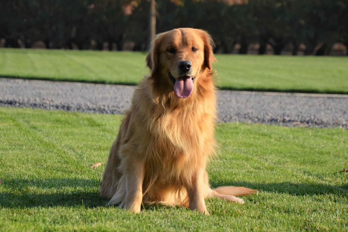 Golden Retriever Puppies breeder image 1