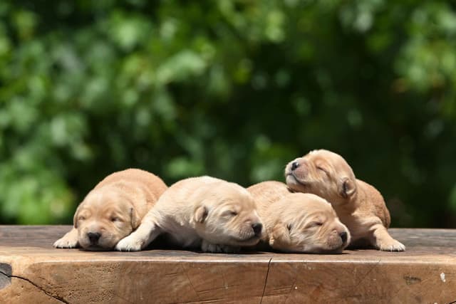 Golden Retriever Puppies media 9