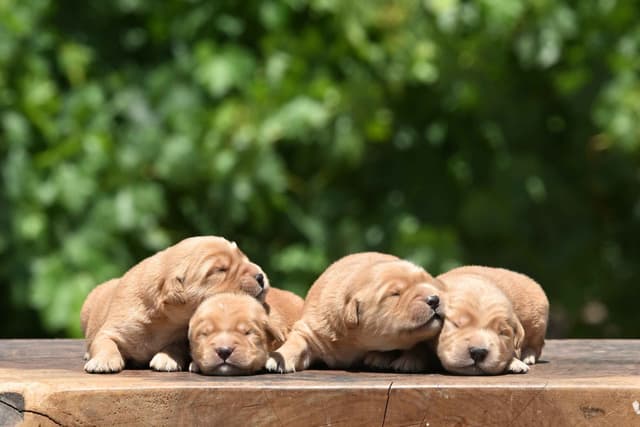Golden Retriever Puppies media 8