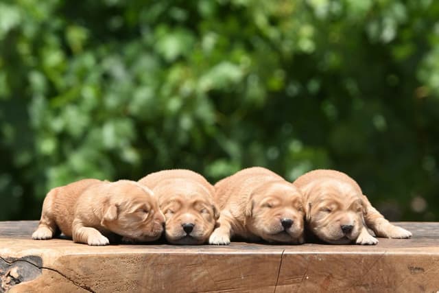 Golden Retriever Puppies media 7