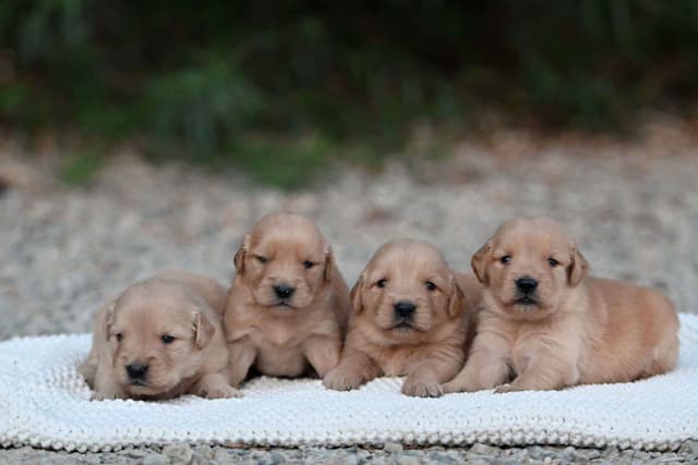 Golden Retriever Puppies media 6
