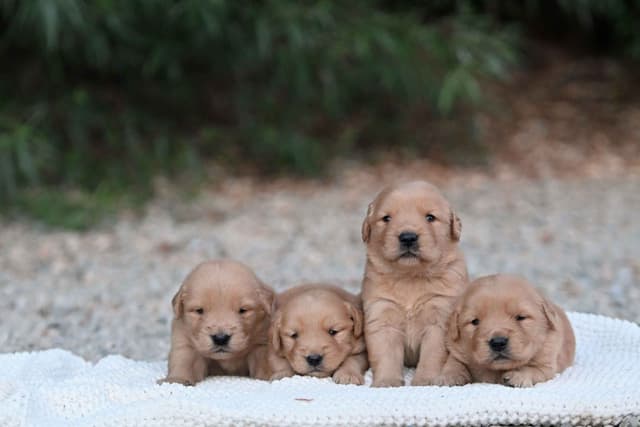 Golden Retriever Puppies media 5