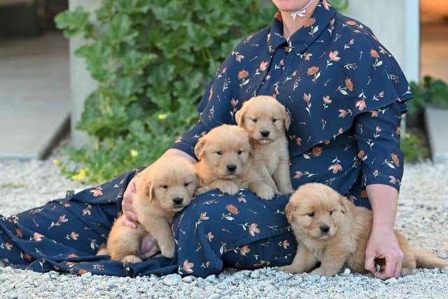 Golden Retriever Puppies media 3