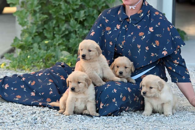 Golden Retriever Puppies media 2
