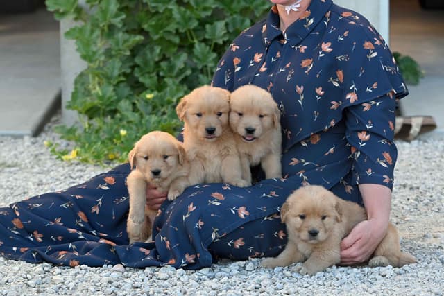 Golden Retriever Puppies media 4
