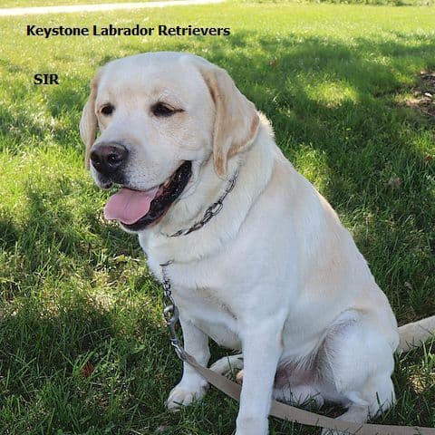 Keystone Labrador Retriever Puppies media 2