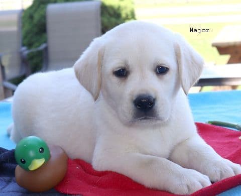 Keystone Labrador Retriever Puppies media 3