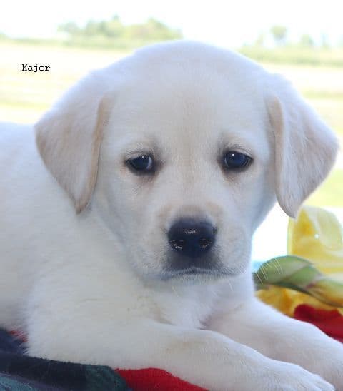 Keystone Labrador Retriever Puppies media 4