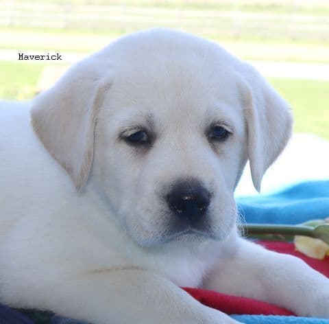 Keystone Labrador Retriever Puppies media 5