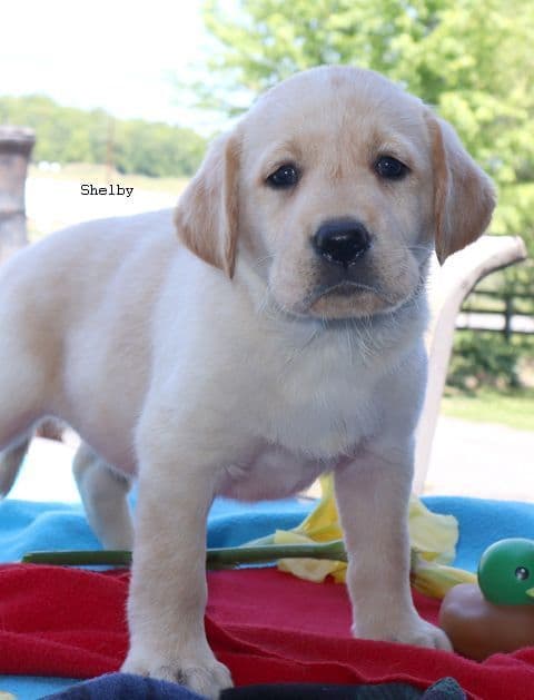Keystone Labrador Retriever Puppies media 6