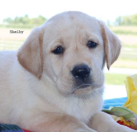 Keystone Labrador Retriever Puppies media 7