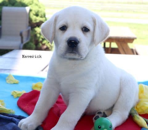 Keystone Labrador Retriever Puppies media 8