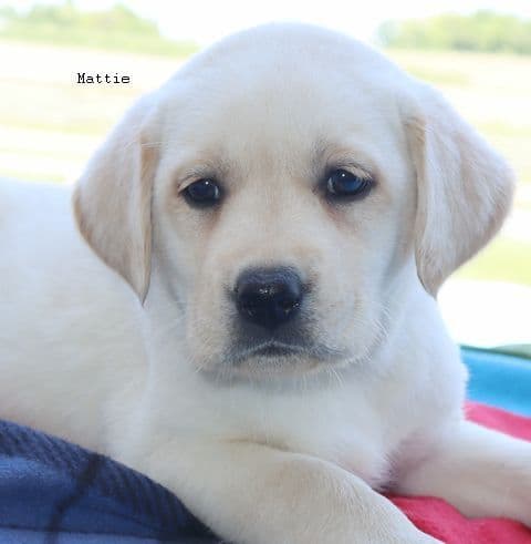 Keystone Labrador Retriever Puppies media 9