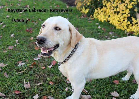 Keystone Labrador Retriever Puppies media 10