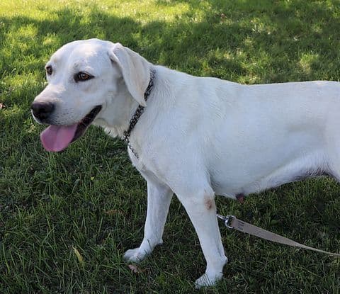 Keystone Labrador Retriever Puppies media 2
