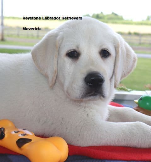 Keystone Labrador Retriever Puppies media 11