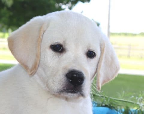 Keystone Labrador Retriever Puppies media 12