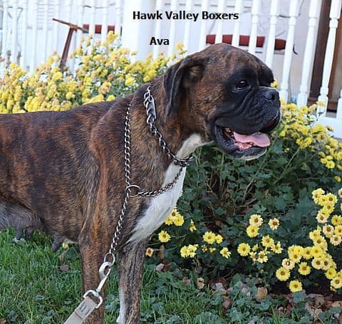 Hawk Boxer Boxers Puppies media 3