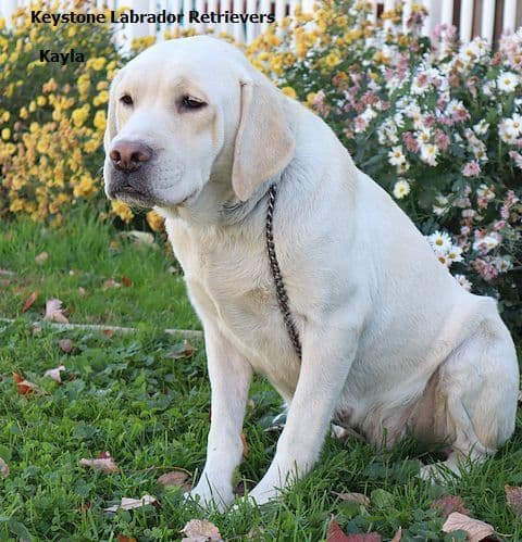 Keystone Labrador Retriever Puppies media 17