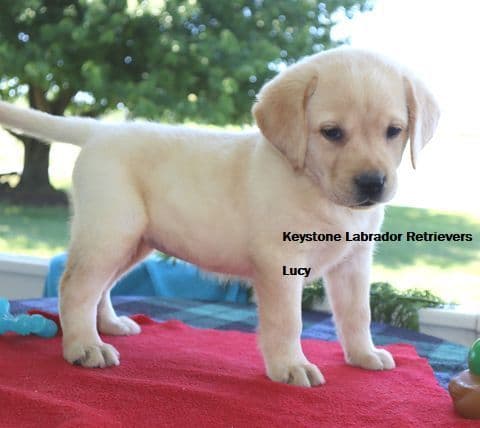Keystone Labrador Retriever Puppies media 10