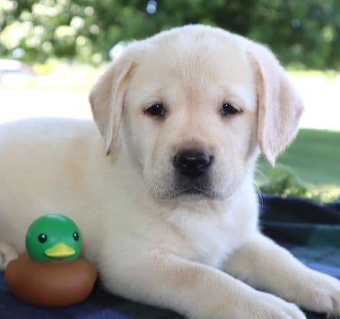 Keystone Labrador Retriever Puppies media 5