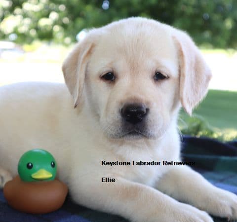 Keystone Labrador Retriever Puppies media 8