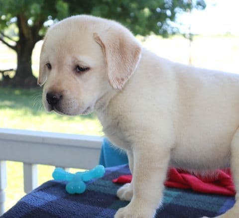 Keystone Labrador Retriever Puppies media 9