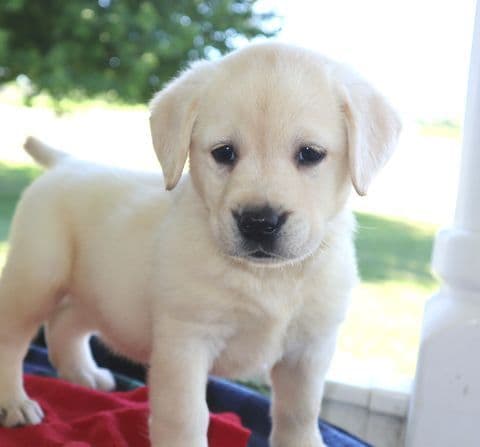 Keystone Labrador Retriever Puppies media 11